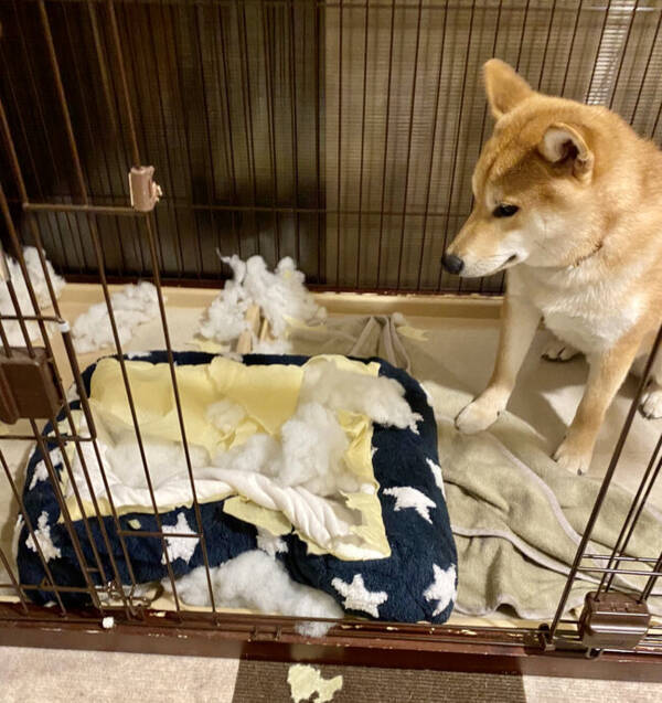 悲報 ラーメンを食べに行って帰ってきたら 柴犬はベッド破壊を完了していた 21年11月17日 エキサイトニュース