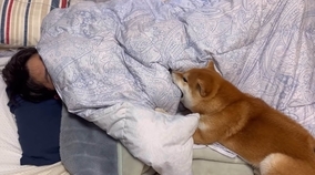 「なに寝とんじゃ！」体調不良の飼い主にスパルタ対応な柴犬。これは同情するしかない【動画】