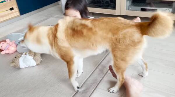 ちょっとそれ危なくない 遊具に乗る妹ちゃんが心配でソワソワしちゃう柴犬がほぼお母さん 動画 21年12月2日 エキサイトニュース