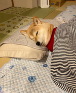 首から下は人間かも。枕を使って眠る柴犬がいよいよ犬に見えなくなってきたけど結局可愛い