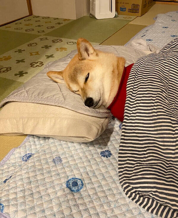 首から下は人間かも 枕を使って眠る柴犬がいよいよ犬に見えなくなってきたけど結局可愛い 21年11月26日 エキサイトニュース