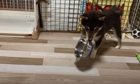 「おかわりほしいの。」空っぽのお皿をくわえてウロウロする柴犬パピーが可愛すぎてビックリした【動画】