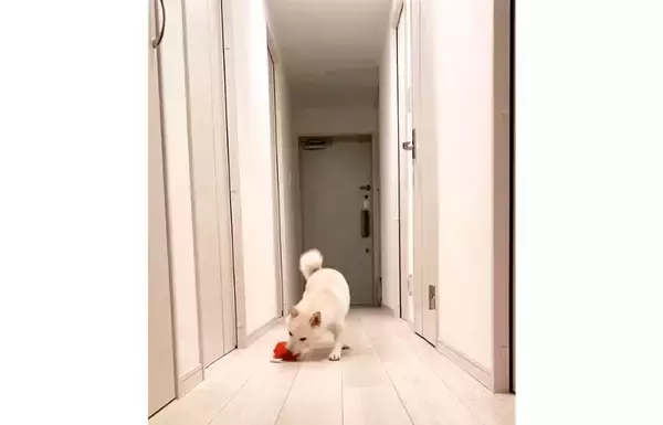 「座布団をくわえてトコトコ逃走する柴犬、まさかの“自爆”オチが可愛すぎた【動画】」の画像