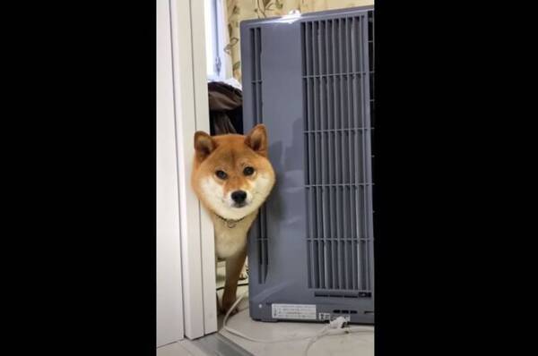 ねぇ面白い 面白いでしょ 顔のモフを強調しながら挟まる柴犬 完全にリアクション待ちしてて笑う 動画 22年3月24日 エキサイトニュース ねぇ面白い 面白いでしょ 顔のモフを強調しながら挟まる柴犬 完全にリアクション待ちしてて笑う 動画 22年3月24日 エキサイトニュース