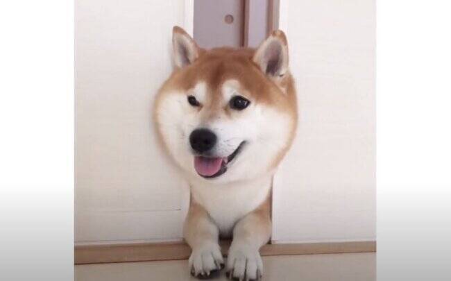 ねぇ面白い 面白いでしょ 顔のモフを強調しながら挟まる柴犬 完全にリアクション待ちしてて笑う 動画 22年3月24日 エキサイトニュース 2 2 ねぇ面白い 面白いでしょ 顔のモフを強調しながら挟まる柴犬 完全にリアクション待ちしてて笑う 動画 22年3月24日 エキサイトニュース 2 2