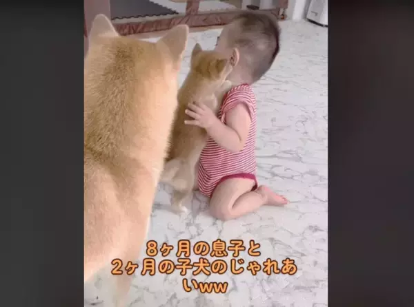 【登場人物全員可愛い】赤ちゃんに戯れつくパピーと戯れつかれる赤ちゃんとそれを見守る姉柴犬【癒し動画】
