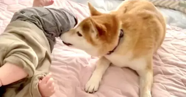 「【登場人物全員可愛い】赤ちゃんに戯れつくパピーと戯れつかれる赤ちゃんとそれを見守る姉柴犬【癒し動画】」の画像