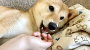 （ﾁｭﾊﾟｳﾄｫ…）赤ちゃんみたいに飼い主の指をしゃぶる柴犬。寝落ち寸前にハッとするの笑う【動画】