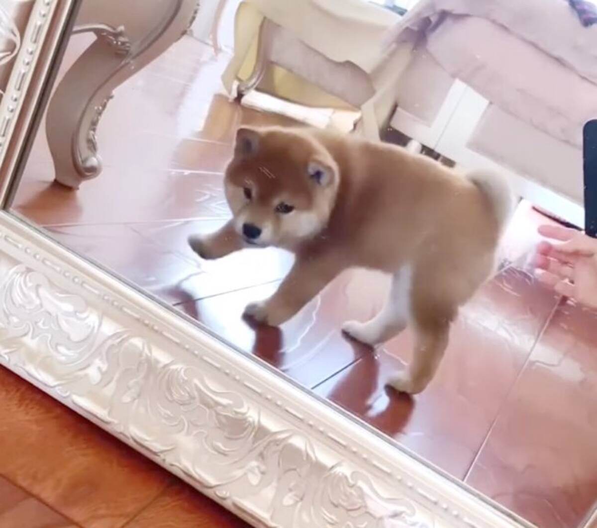 ﾌﾟﾘｯ 鏡に映る自分のおしりを何度もチェックする赤ちゃん柴犬が可愛いのプロ 動画 22年7月4日 エキサイトニュース