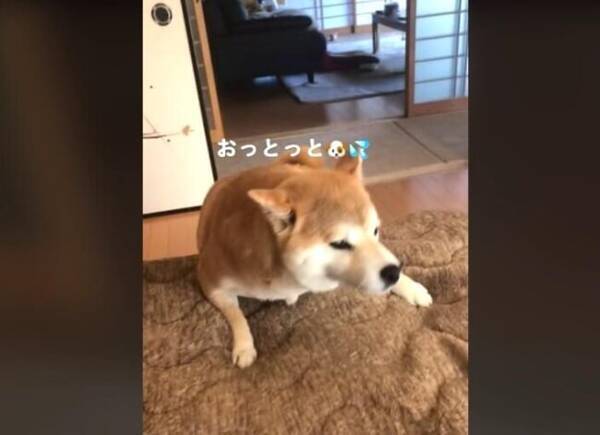 お 落ちる ジャンプに失敗してアセアセ その後何事もなかったような顔をする柴犬 動画 22年10月31日 エキサイトニュース お 落ちる ジャンプに失敗してアセアセ その後何事もなかったような顔をする柴犬 動画 22年10月31日 エキサイトニュース