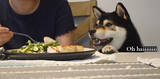 「「ちょーだい♡」飼い主の食卓にちゃっかり登場した柴犬。もらえないと察すると素直に怒ってた【動画】」の画像2