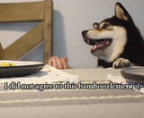 「「ちょーだい♡」飼い主の食卓にちゃっかり登場した柴犬。もらえないと察すると素直に怒ってた【動画】」の画像3