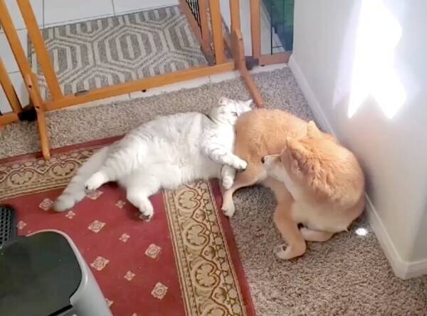 ブッ 顔面に放屁をくらった猫が柴犬に圧で文句言って秒で逃げ去る重大事案 動画 22年8月4日 エキサイトニュース