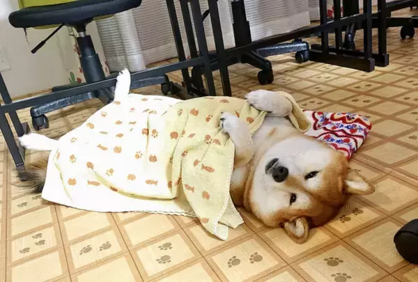 （おなかポカポカ…♡）タオルをかけて寝る柴犬が幸せそうすぎる。うっかり白目になるとこまで最高