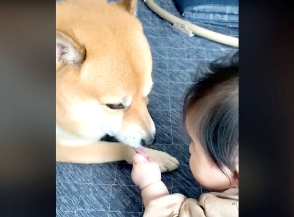 グッ 赤ちゃんに舌をつかまれた柴犬の対応が優しすぎて泣ける 動画 22年8月11日 エキサイトニュース グッ 赤ちゃんに舌をつかまれた柴犬の対応が優しすぎて泣ける 動画 22年8月11日 エキサイトニュース