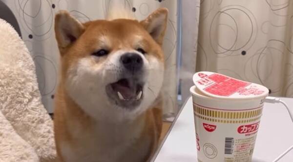 ｽｩ カップ麺の蒸気を吸い込む柴犬が可愛い でもそれ加湿器だしラーメンの匂いはしないのよ 動画 22年3月30日 エキサイトニュース