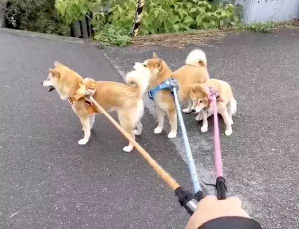 『散歩だョ！イヤイヤ柴犬全員集合。』【動画】