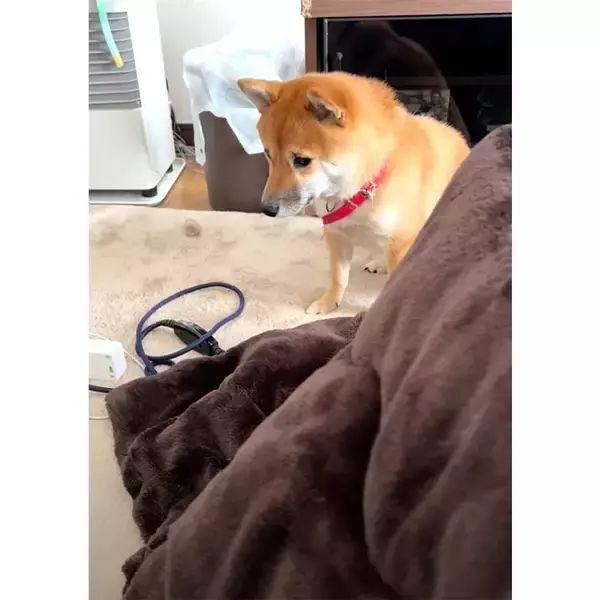 「【切なすぎる】お留守番1日目。柴犬パピーに訪れた“小さな悲劇”とは？【動画】」の画像