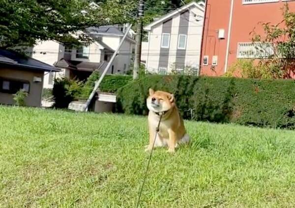 散歩拒否する柴犬がうっかり絵画みたいな小洒落た感じになっててジワった 動画 22年8月8日 エキサイトニュース