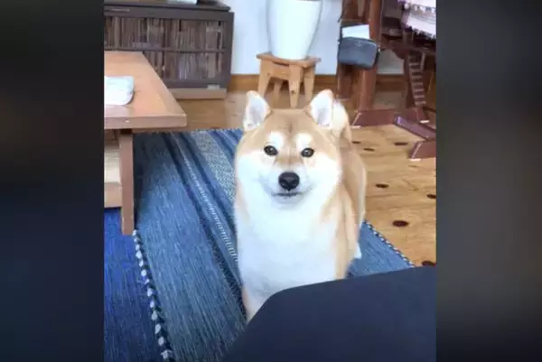 「あ、痛かった？」飼い主が「痛い」と言うと噛むのを止める優しい（？）柴犬【動画】