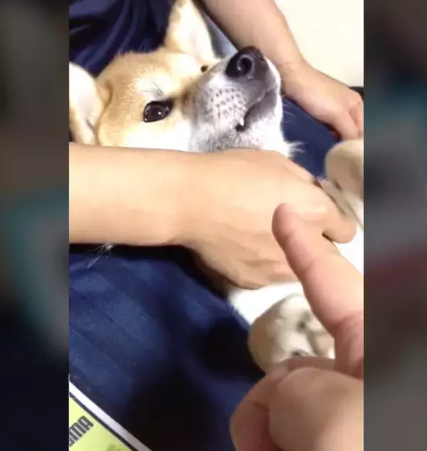 「「あ、痛かった？」飼い主が「痛い」と言うと噛むのを止める優しい（？）柴犬【動画】」の画像