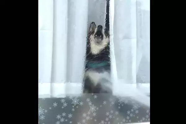 「唐突に隠れた柴犬。丸見えのお耳とその後の「ばあ！」の破壊力がすごい【動画】」の画像