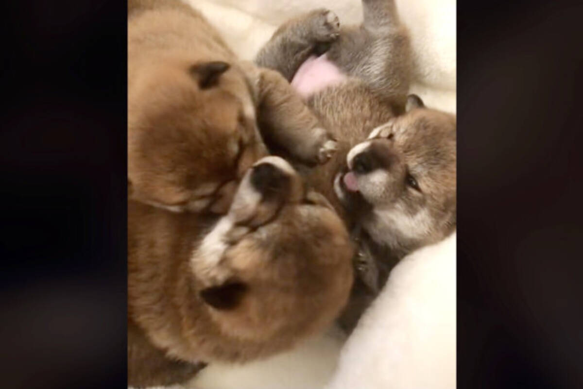 アムアム カミカミ もみくちゃになって共食い状態の柴犬赤ちゃんズがたまらない可愛さ 動画 22年10月29日 エキサイトニュース アムアム カミカミ もみくちゃになって共食い状態の柴犬赤ちゃんズがたまらない可愛さ 動画 22年10月29日 エキサイトニュース