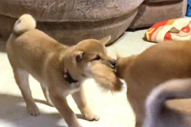 アムアム カミカミ もみくちゃになって共食い状態の柴犬赤ちゃんズがたまらない可愛さ 動画 22年10月29日 エキサイトニュース 2 2 アムアム カミカミ もみくちゃになって共食い状態の柴犬赤ちゃんズがたまらない可愛さ 動画 22年10月29日 エキサイトニュース 2 2