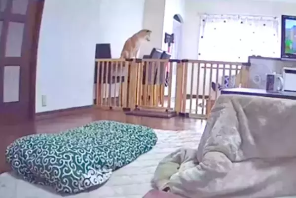 「【最後の“オチ”が最高】動くボールとの戦いの末、画面からほぼ消えた柴犬【ハプニング動画】」の画像