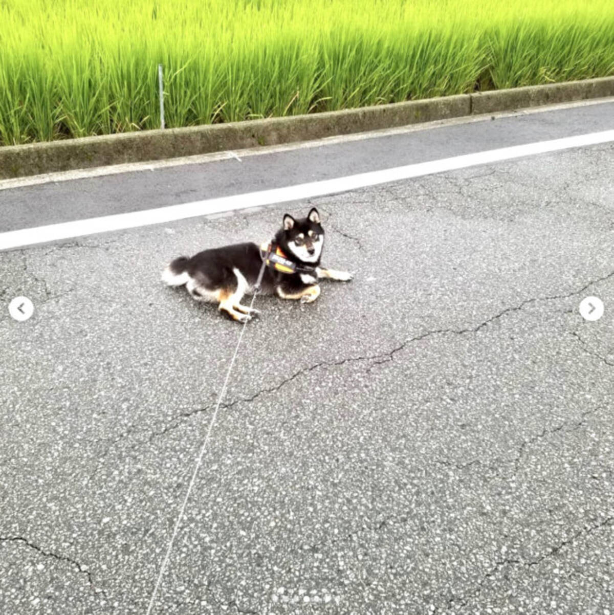 拒否柴マイスターともなると行く前からこの通り 柴犬たちがあいかわらずイヤイヤを極めているのだが 22年1月4日 エキサイトニュース