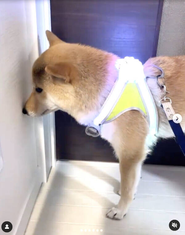 壁と相思相愛な柴犬 背中が超ピカピカしてるせいで哀愁が増してて笑う 動画あり 22年3月18日 エキサイトニュース