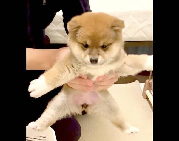 抱っこされるのが下手すぎる柴犬 感情飛ばして空見てる姿が最高すぎた 22年2月21日 エキサイトニュース 抱っこされるのが下手すぎる柴犬 感情飛ばして空見てる姿が最高すぎた 22年2月21日 エキサイトニュース