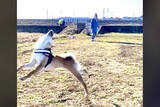 「ボール遊びは好きだけど運動音痴な柴犬が思ったよりガチだった。だがそこがいい…！【動画】」の画像1