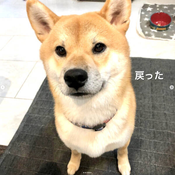 なんだよ 機嫌最悪でヤバめのお顔になった柴犬 いつもの可愛い顔に戻るところまで見てほしい 22年2月8日 エキサイトニュース