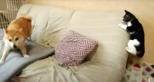 雷が怖くてテーブル下に逃げ込んだ柴犬。ところがそこは猫パンチが降り注ぐ危険スポットだった【動画】