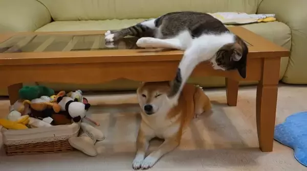 「雷が怖くてテーブル下に逃げ込んだ柴犬。ところがそこは猫パンチが降り注ぐ危険スポットだった【動画】」の画像