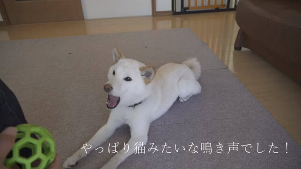 ﾆｬｵｰﾝ どうしても鳴き声が猫っぽくなっちゃう柴犬 本犬は自信満々なのがまた可愛い 動画 22年2月7日 エキサイトニュース