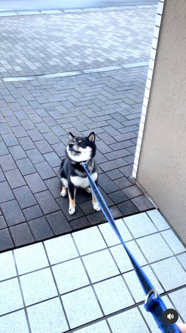 イヤイヤしながら横目でうかがってるだと プロの拒否柴vs飼い主の戦いは続く 柴犬動画 22年1月8日 エキサイトニュース