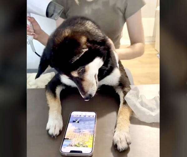 自身の散歩動画を視聴中 ドライヤー中スマホを見せてあげると大人しくなる柴犬が完全に幼児 動画 22年8月31日 エキサイトニュース