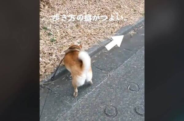 おしりをプリプリさせながらななめ歩きをする柴犬 クセが強いにもほどがあるけどとりあえず可愛い 動画 22年11月4日 エキサイトニュース
