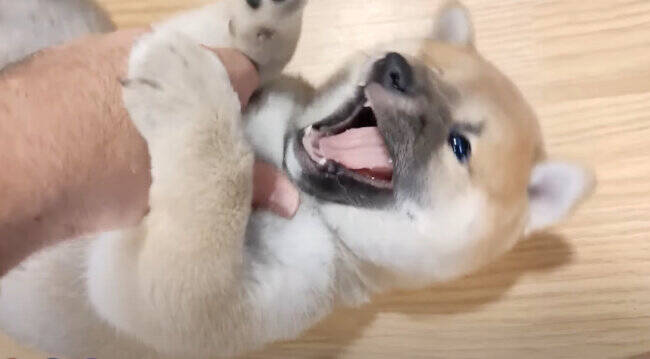 ママによるマッサージに「くすぐったいよ！」と抵抗しつつも最終的にウットリな柴犬パピー【動画】