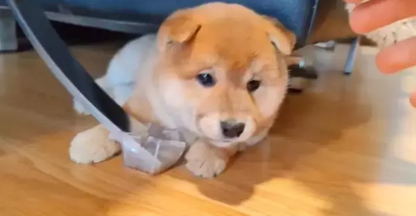 「ママによるマッサージに「くすぐったいよ！」と抵抗しつつも最終的にウットリな柴犬パピー【動画】」の画像