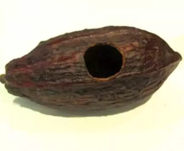 ロッテ、農園などに放置・廃棄されがちなカカオの実を活用　かわいらしい形状に新たな価値創出して産地と消費者をつなぐ