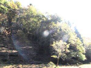 森に学ぶコカ・コーラ社員　八王子の里山復元へ森に入り間伐　土に雨水を浸透させて生物多様性にも貢献する水資源保全活動を体験