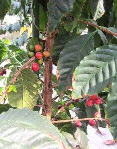 広島の老舗珈琲店が瀬戸内海でコーヒー栽培に挑む　今年初収穫　観光農園化や参入障壁が低いSDGs農法を追究　ニシナ屋珈琲