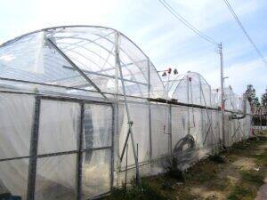 広島の老舗珈琲店が瀬戸内海でコーヒー栽培に挑む　今年初収穫　観光農園化や参入障壁が低いSDGs農法を追究　ニシナ屋珈琲