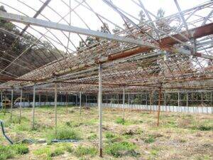 広島の老舗珈琲店が瀬戸内海でコーヒー栽培に挑む　今年初収穫　観光農園化や参入障壁が低いSDGs農法を追究　ニシナ屋珈琲