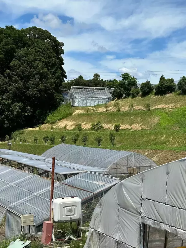 学生が育てるアーモンドの木 明日の社会へ価値循環 デルタインターナショナル×キャンポスブラザーズ