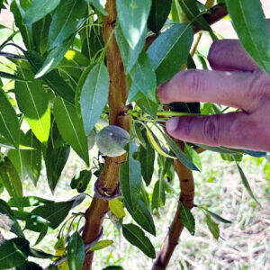 学生が育てるアーモンドの木 明日の社会へ価値循環 デルタインターナショナル×キャンポスブラザーズ