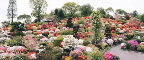 「花酵母」で醸造の焼酎からカクテル 「花業界を変える」 福島県のつつじ園26代目、Z世代起業家が斬新なチャレンジ